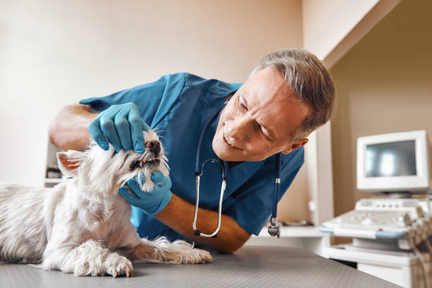 Best Emergency Dental Care for Broken or Chipped Teeth in Riverdale, UT